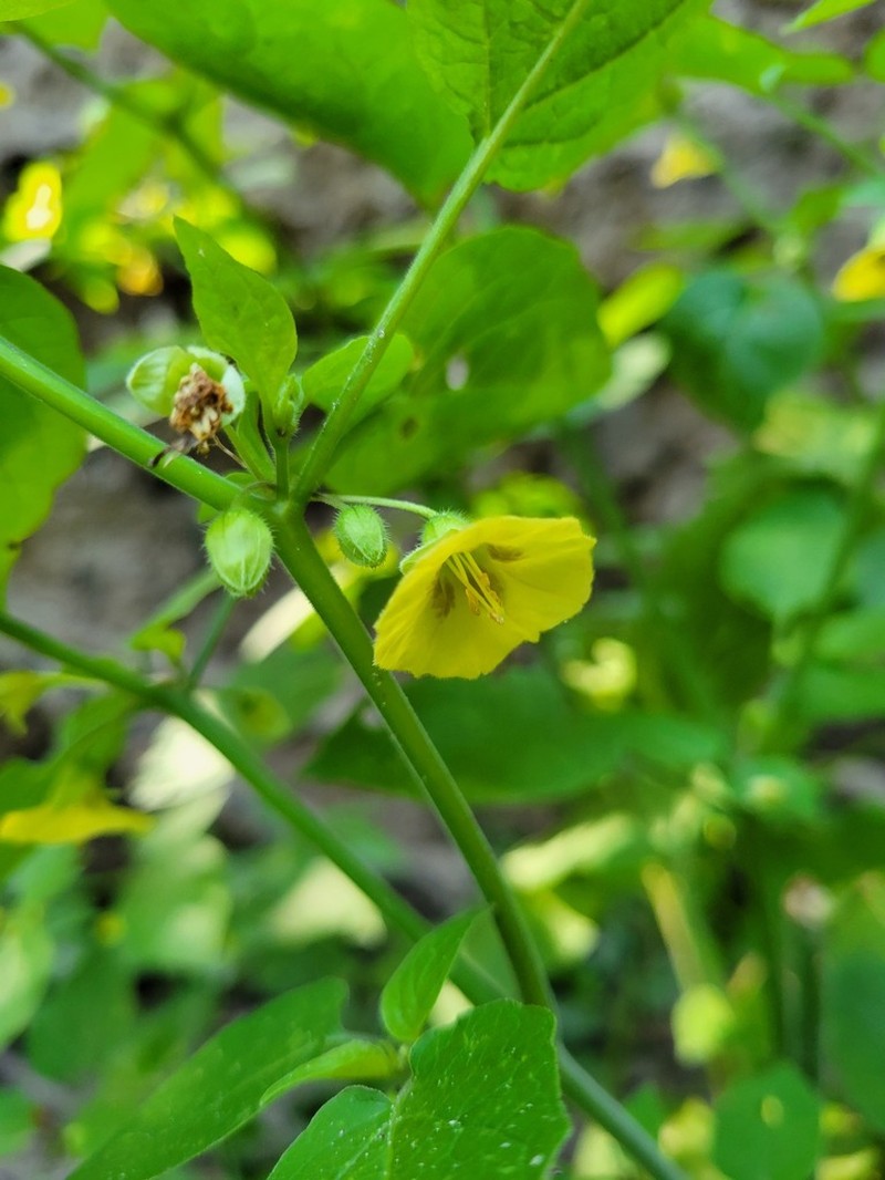 Carpenter's Groundcherry photo 5