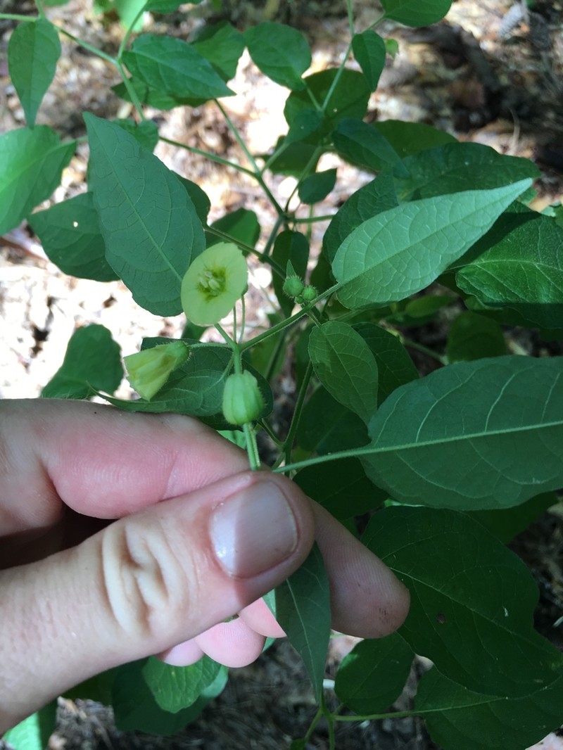 Carpenter's Groundcherry photo 6
