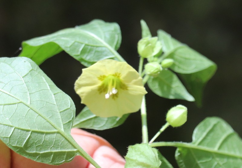 Carpenter's Groundcherry photo 7