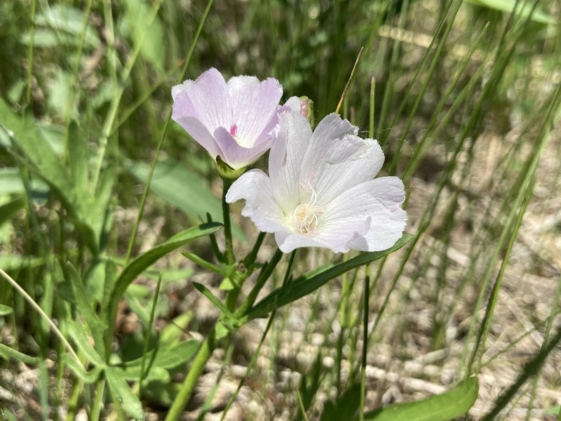 Light Poppymallow