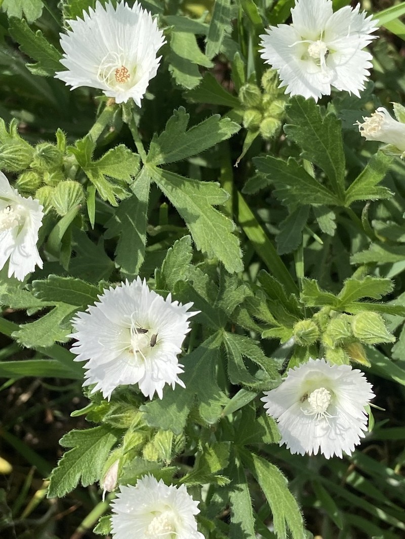 Light Poppymallow photo 2