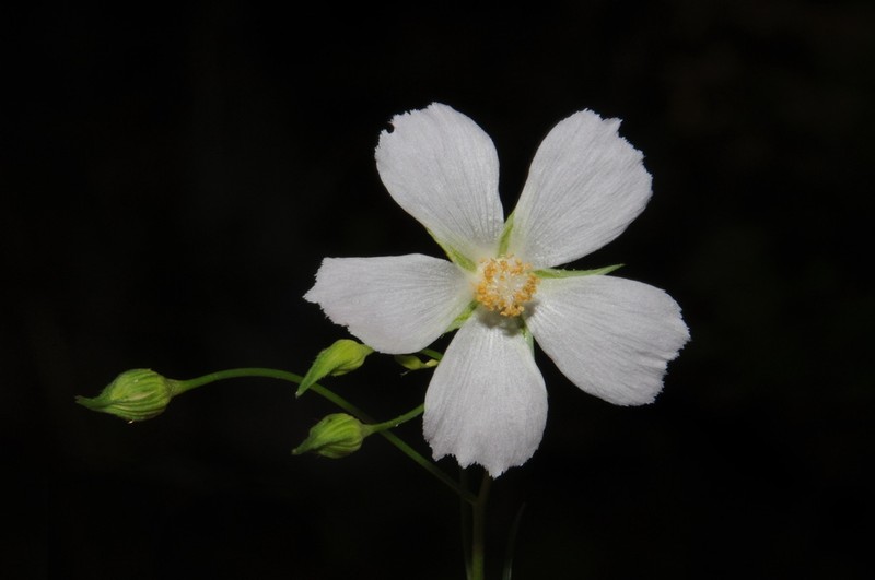 Light Poppymallow photo 3