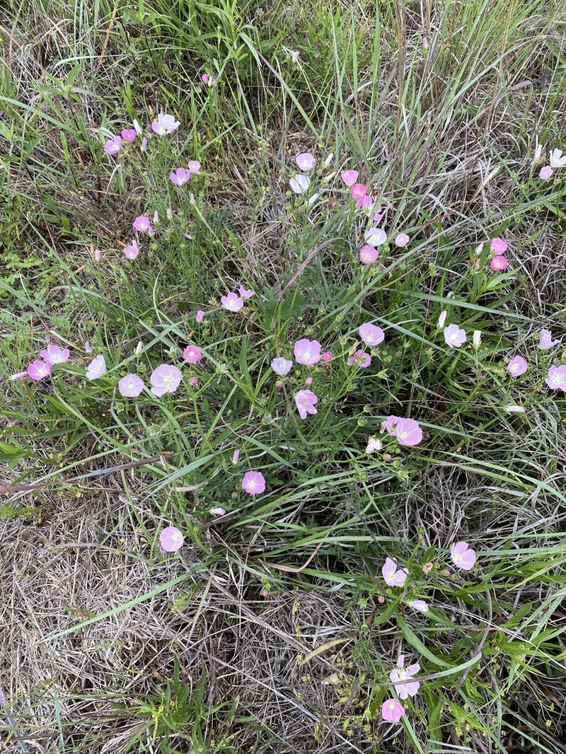 Light Poppymallow photo 4