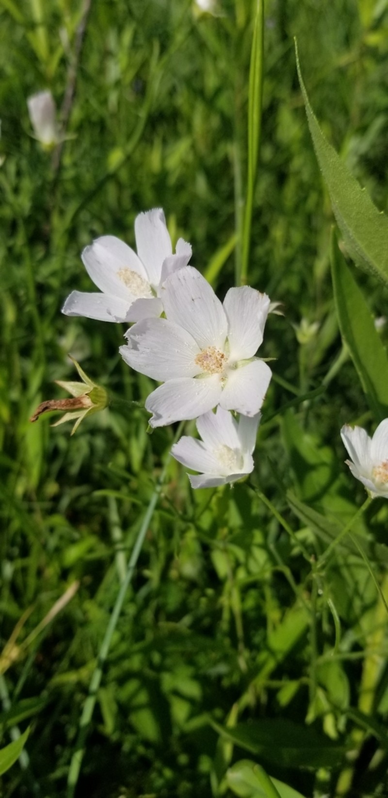 Light Poppymallow photo 5