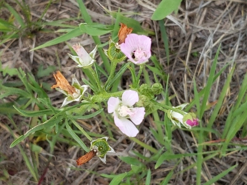Light Poppymallow photo 6