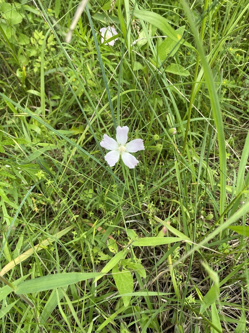 Light Poppymallow photo 7