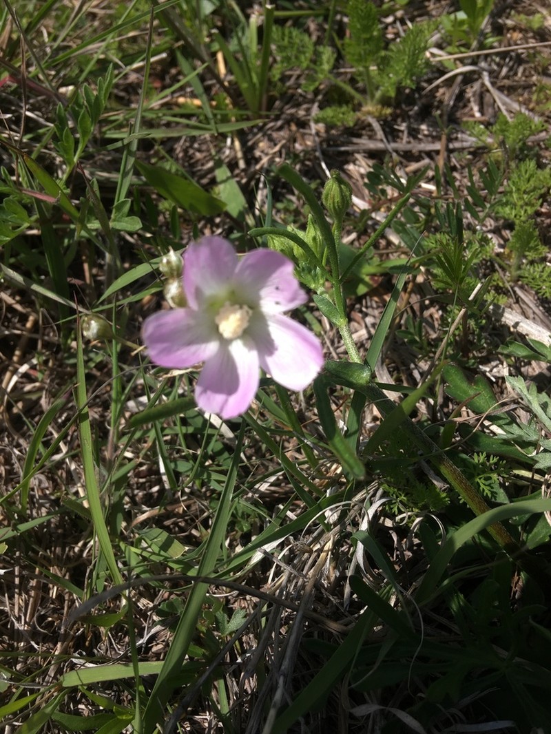 Light Poppymallow photo 8