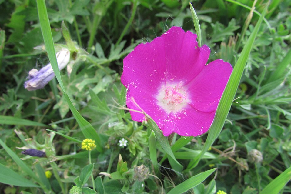 Bush's Poppymallow