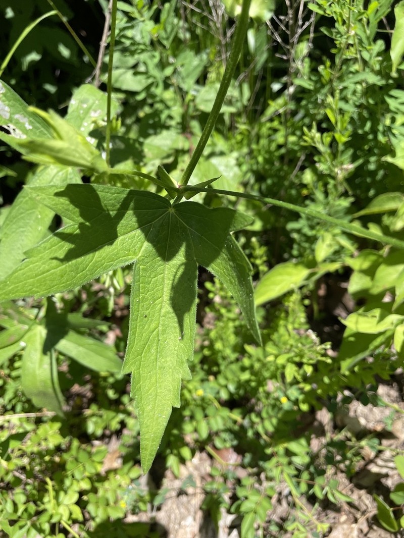 Bush's Poppymallow