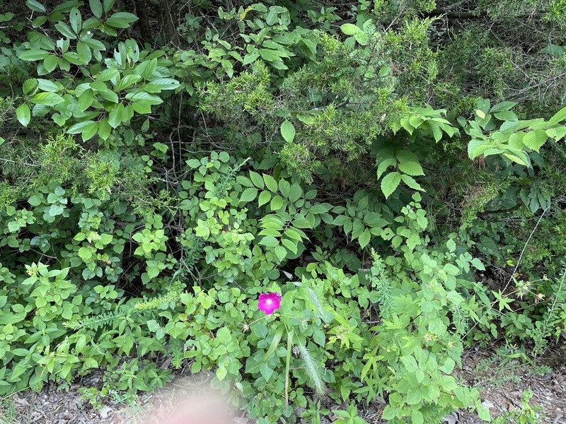 Bush's Poppymallow photo 2