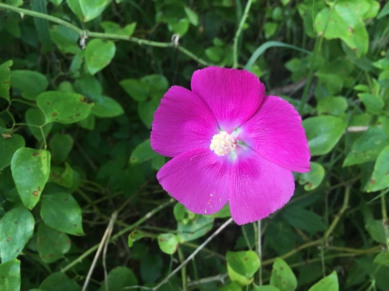 Bush's Poppymallow photo 3