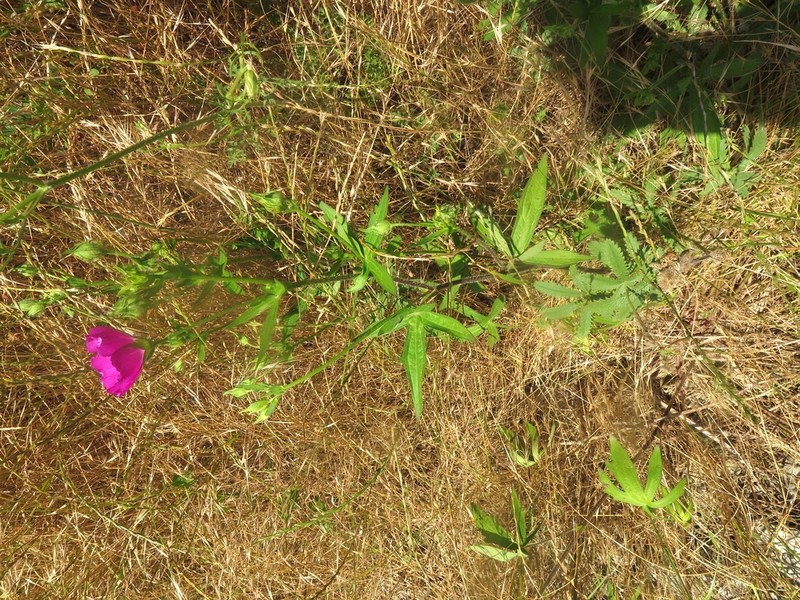 Bush's Poppymallow photo 4