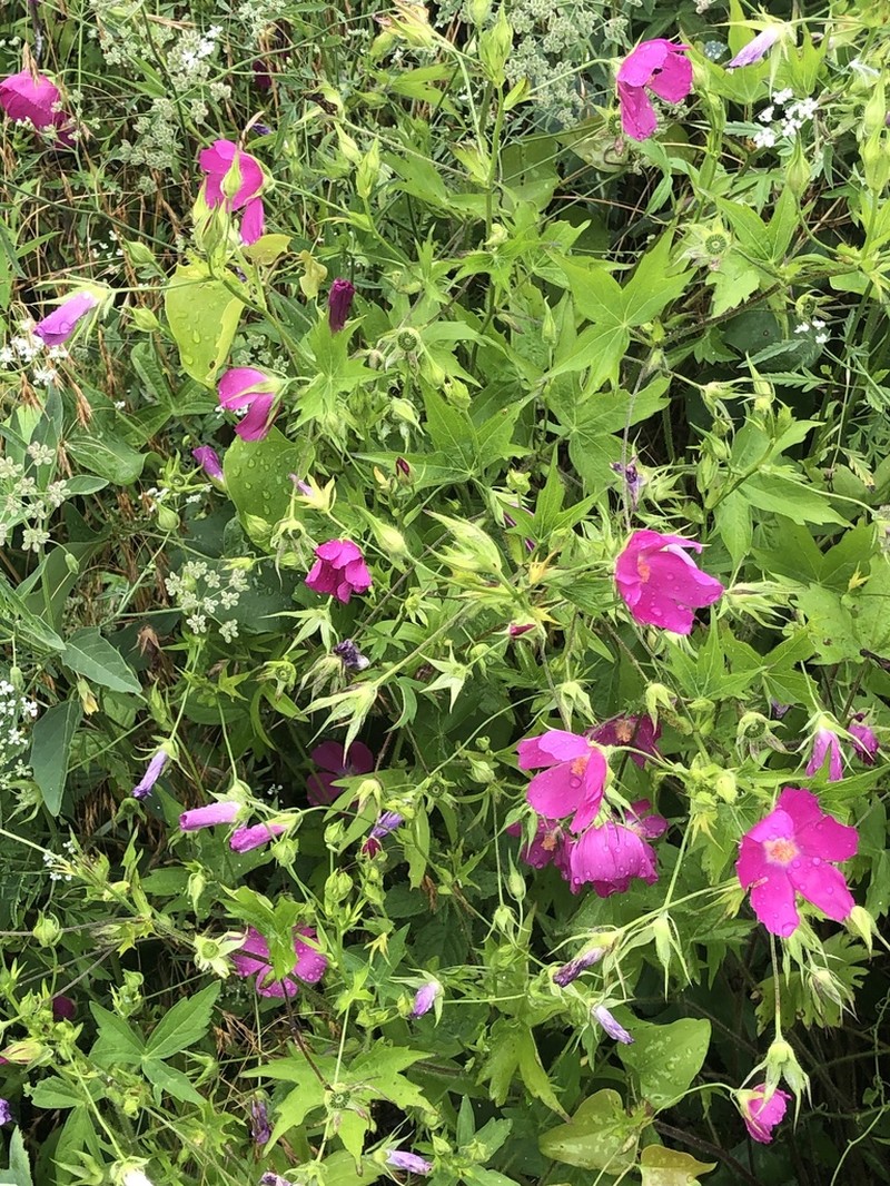 Bush's Poppymallow photo 5