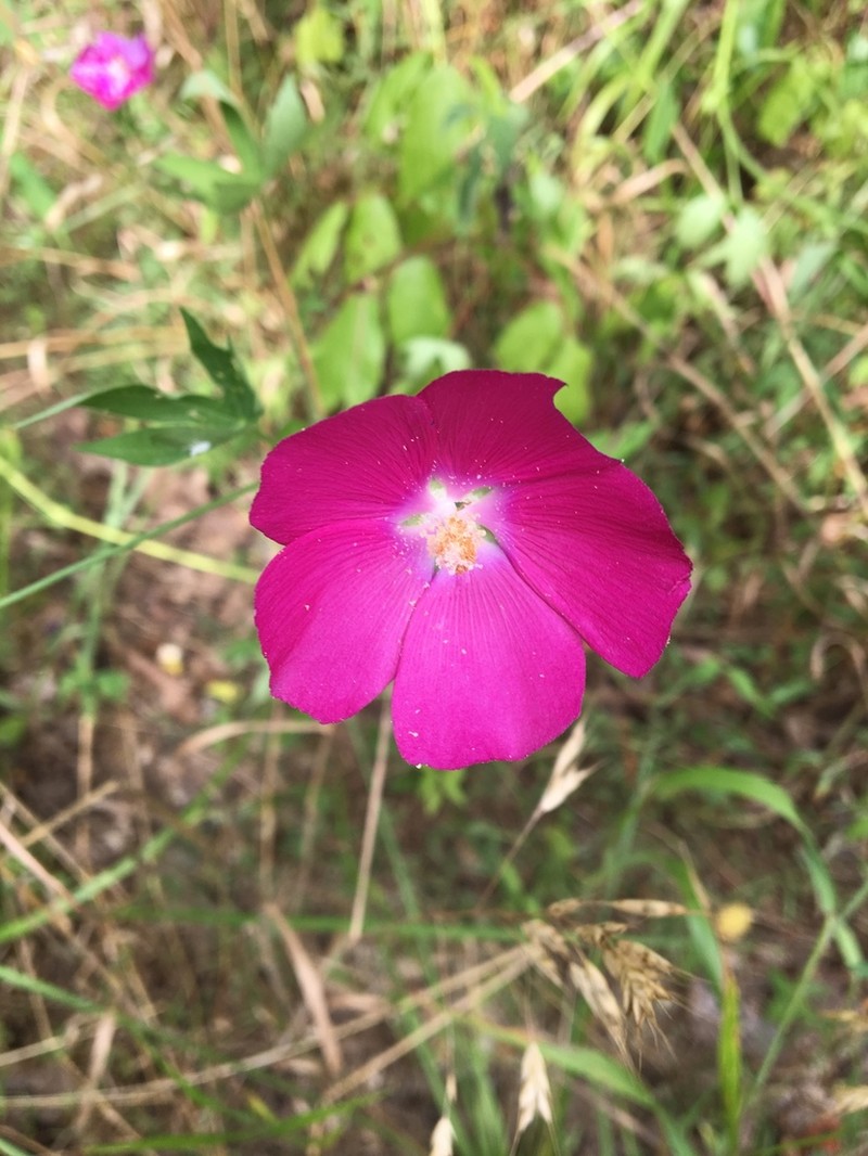 Bush's Poppymallow photo 6