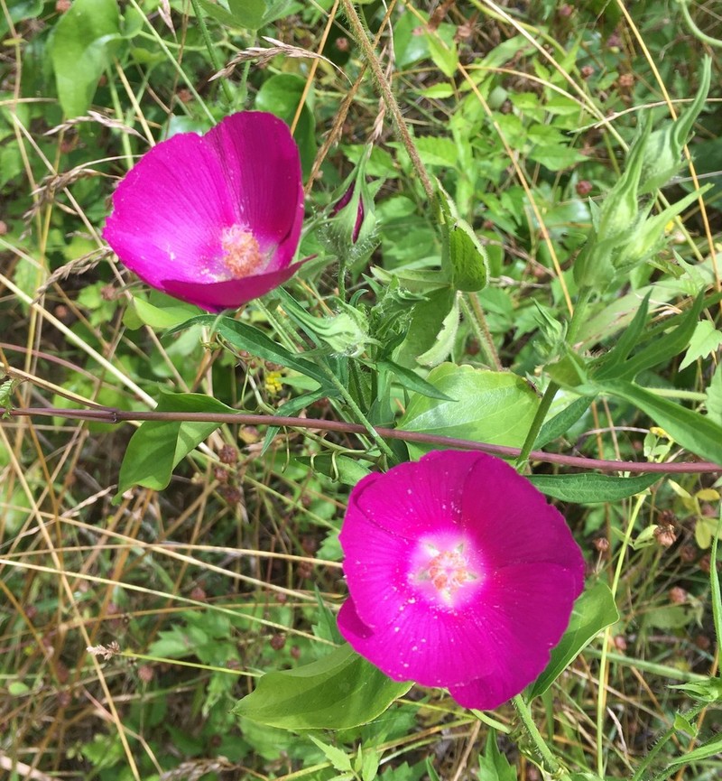 Bush's Poppymallow photo 7