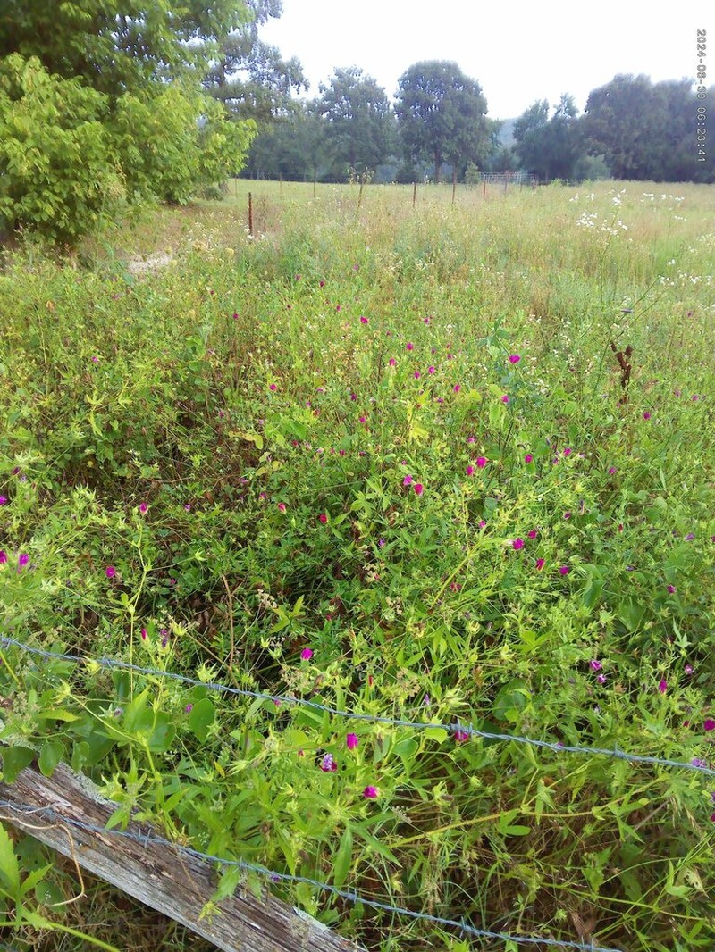 Bush's Poppymallow photo 8