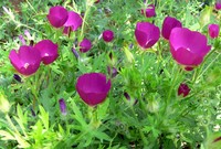 Purple Poppymallow