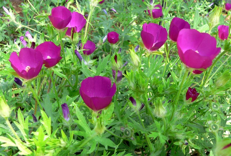 Purple Poppymallow