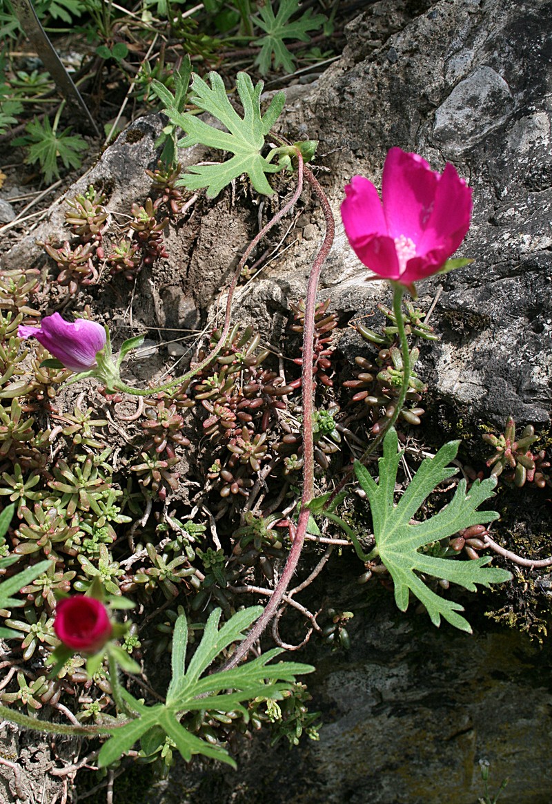 Purple Poppymallow photo 2