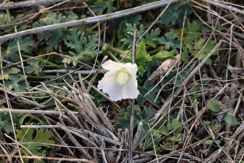 Purple Poppymallow photo 3