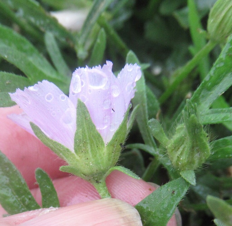 Purple Poppymallow photo 4