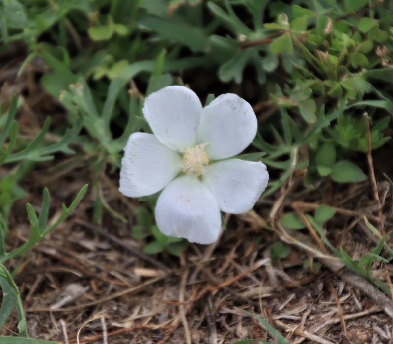 Purple Poppymallow photo 5