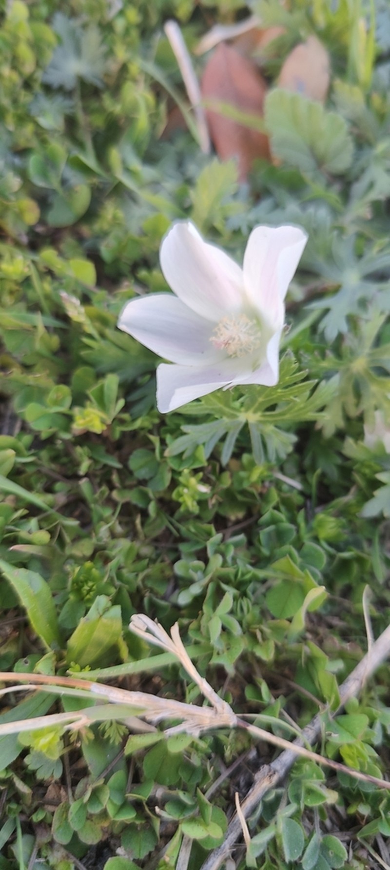 Purple Poppymallow photo 6