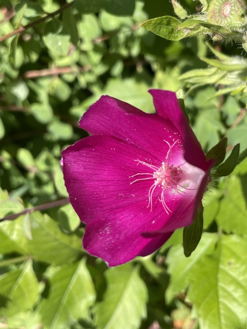 Purple Poppymallow photo 7