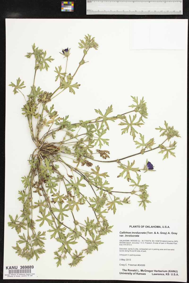 Callirhoe involucrata var. involucrata photo 3