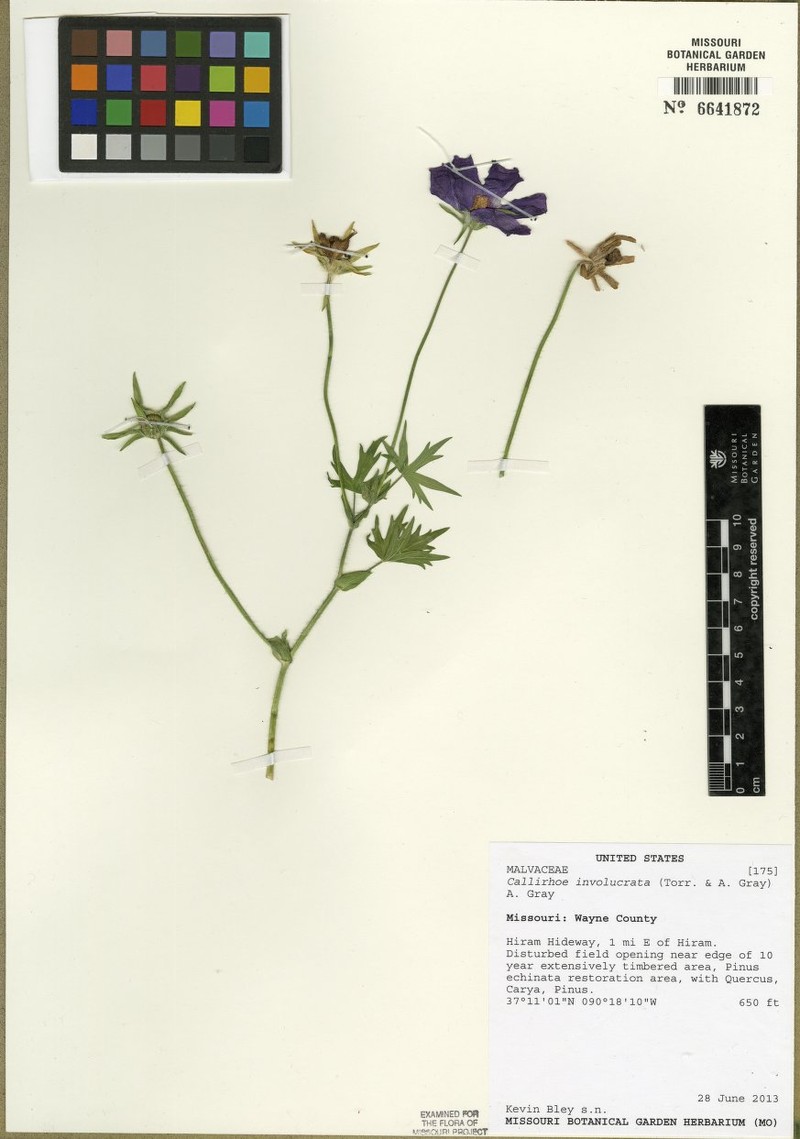 Callirhoe involucrata var. involucrata photo 4