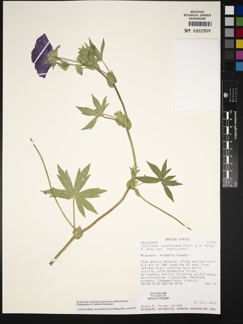 Callirhoe involucrata var. involucrata photo 5