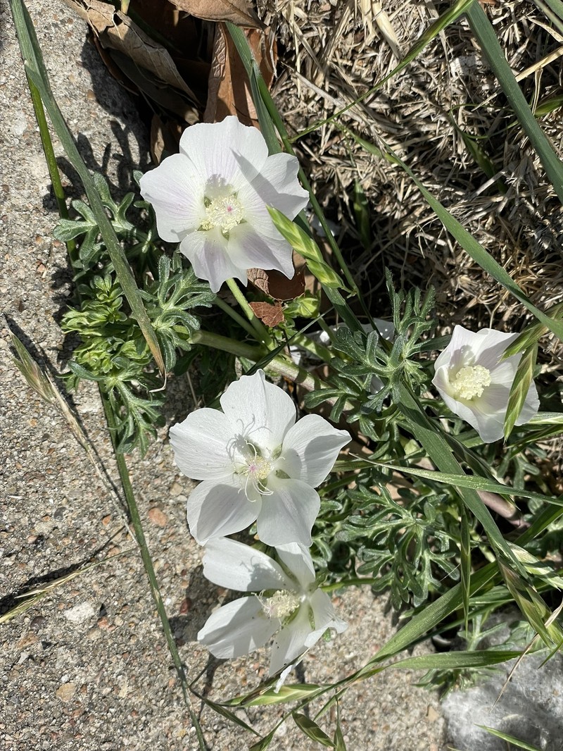 Callirhoe involucrata var. lineariloba photo 2
