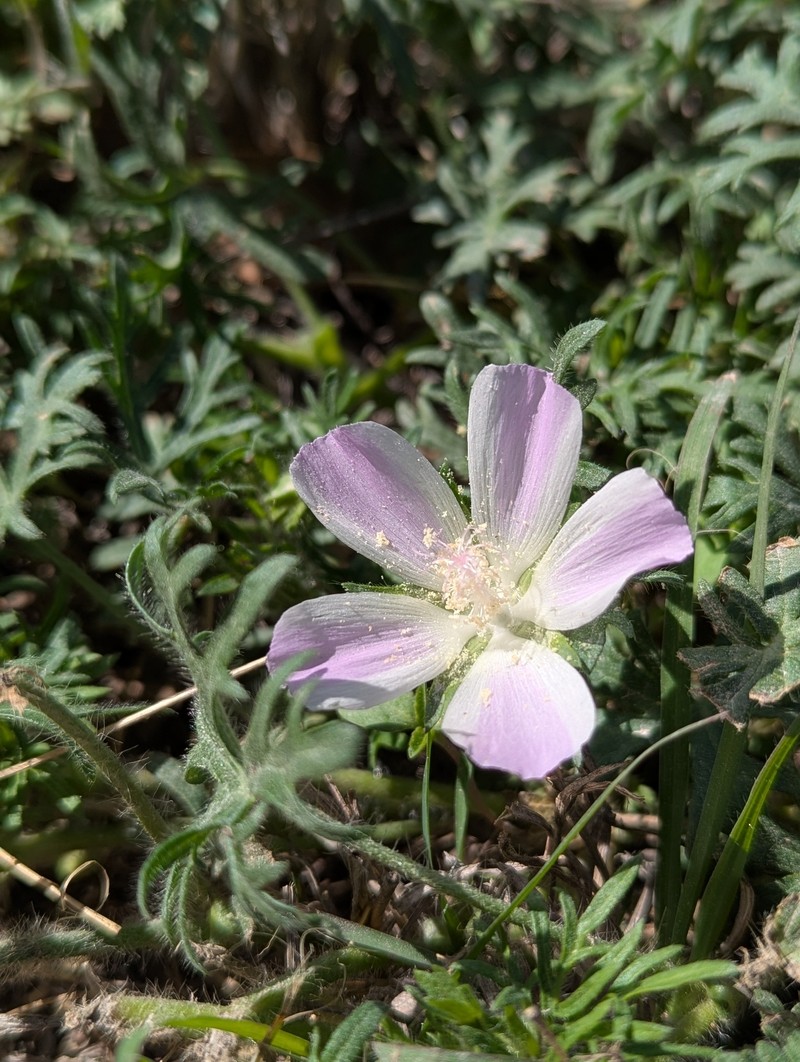 Callirhoe involucrata var. lineariloba photo 3