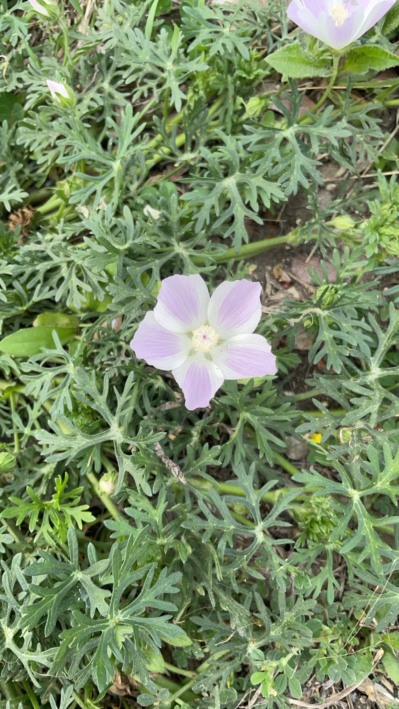 Callirhoe involucrata var. lineariloba photo 4