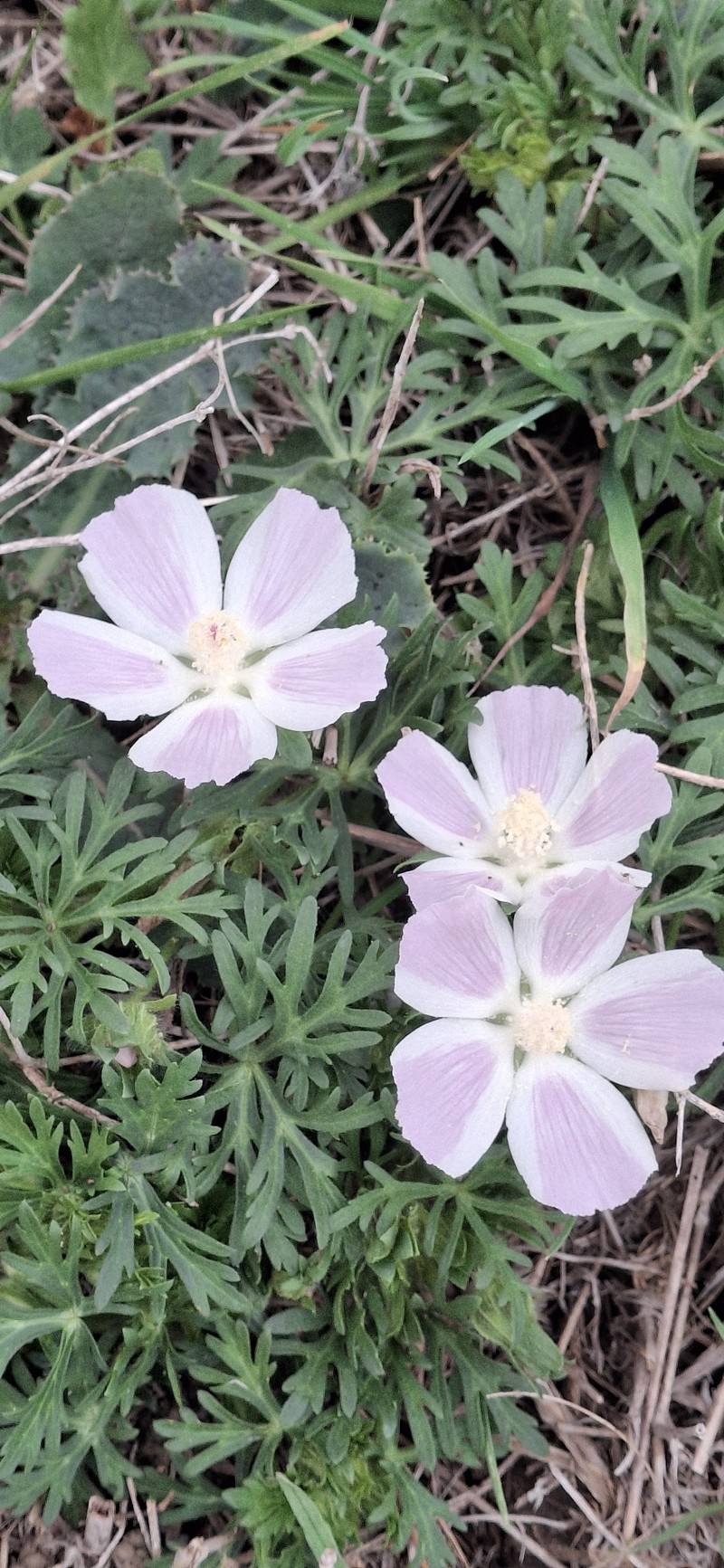 Callirhoe involucrata var. lineariloba photo 5