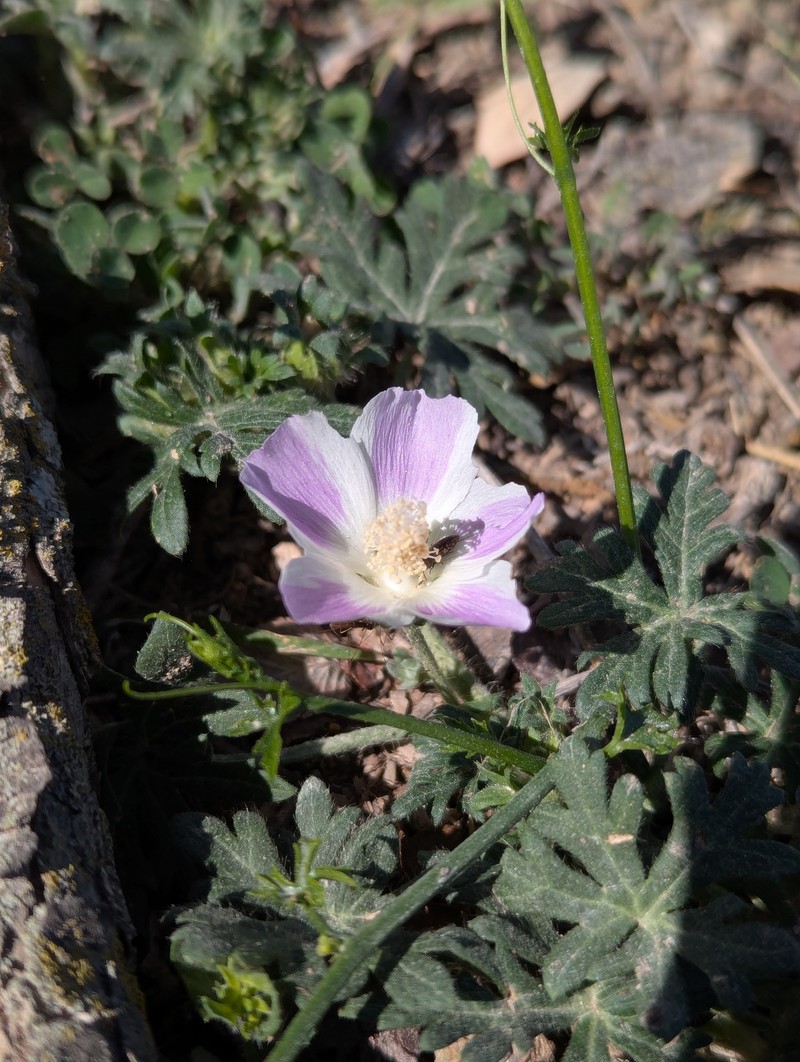 Callirhoe involucrata var. lineariloba photo 6