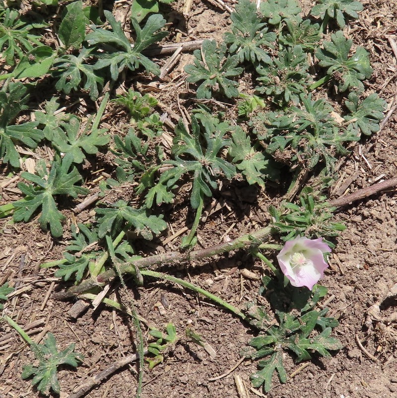 Callirhoe involucrata var. lineariloba photo 7