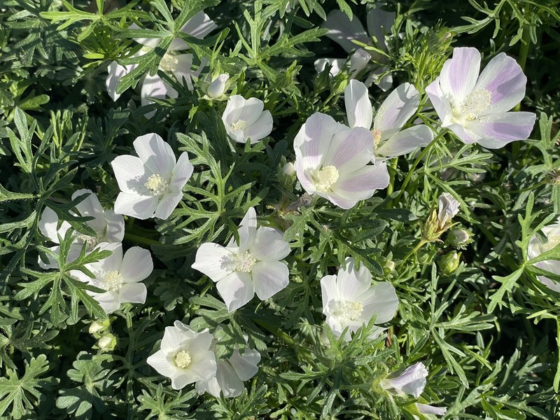 Callirhoe involucrata var. lineariloba photo 8
