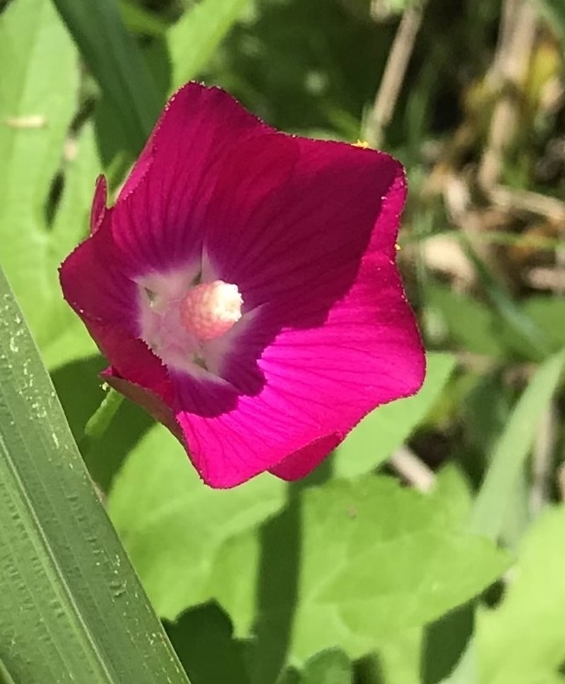 Tall Poppymallow