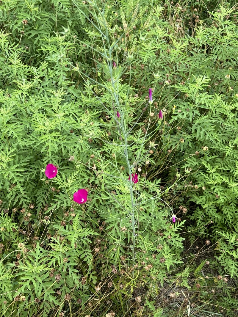 Tall Poppymallow