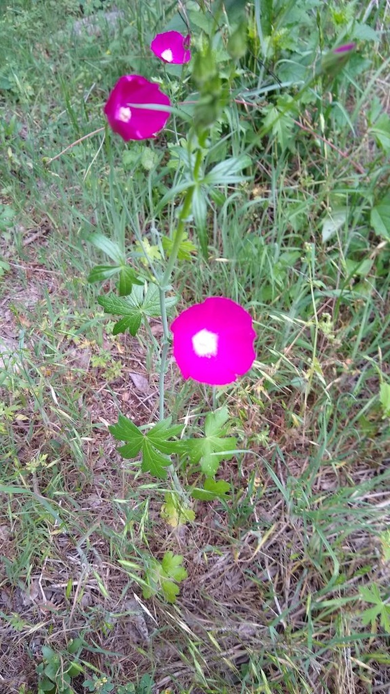 Tall Poppymallow photo 2
