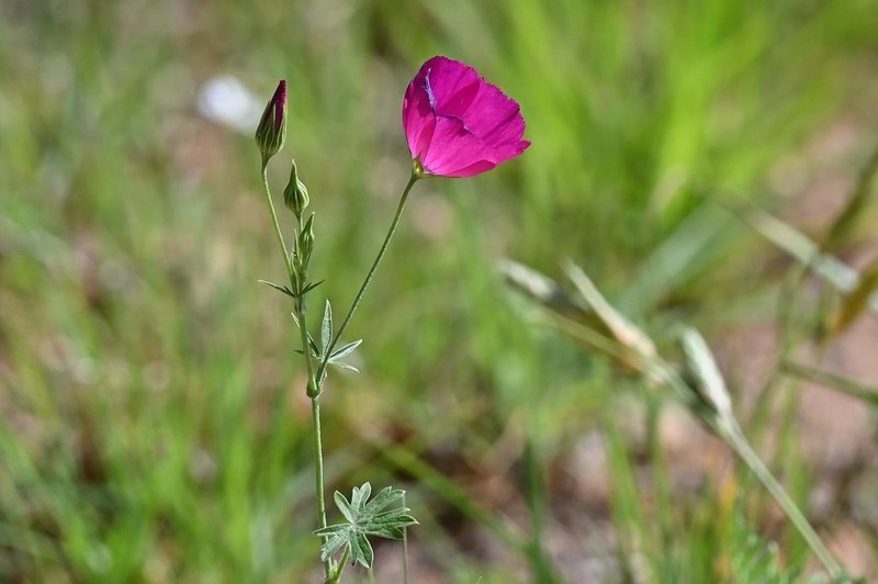 Tall Poppymallow photo 3
