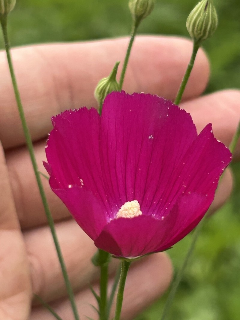 Tall Poppymallow photo 4
