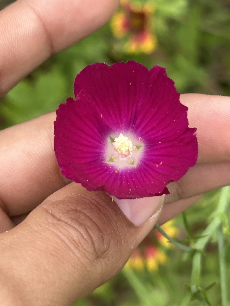 Tall Poppymallow photo 5