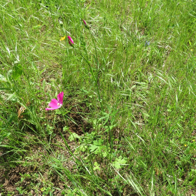 Tall Poppymallow photo 6