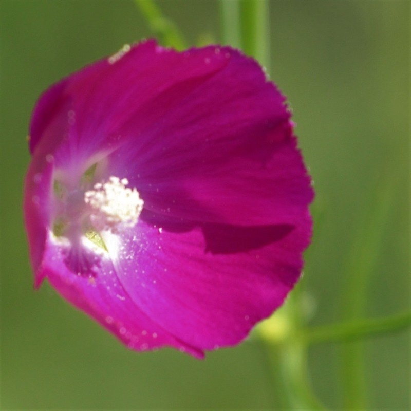 Tall Poppymallow photo 7