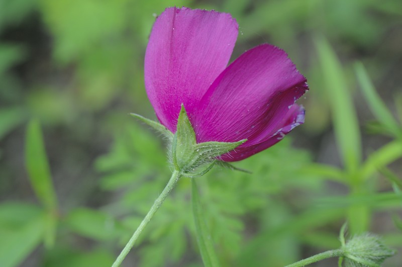 Woodland Poppymallow