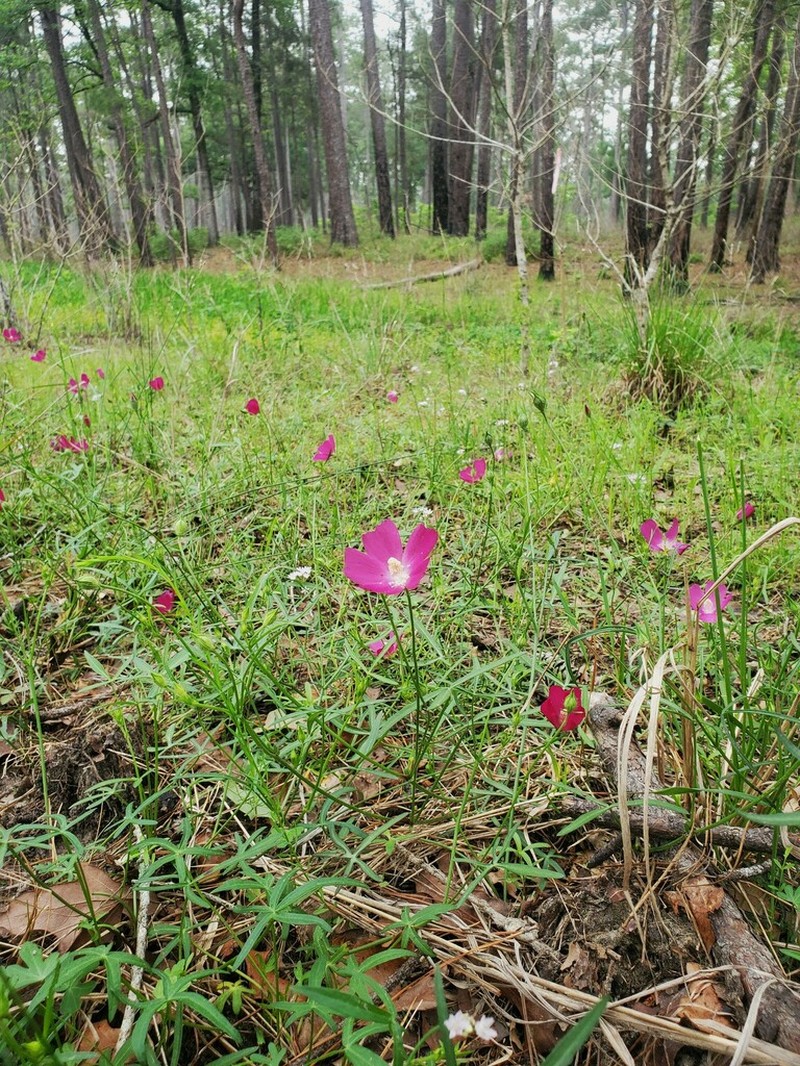 Woodland Poppymallow