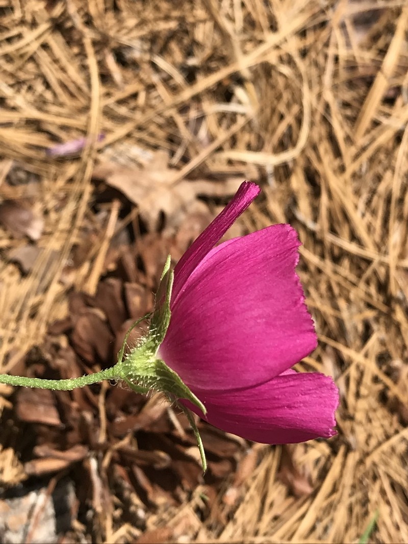 Woodland Poppymallow photo 2