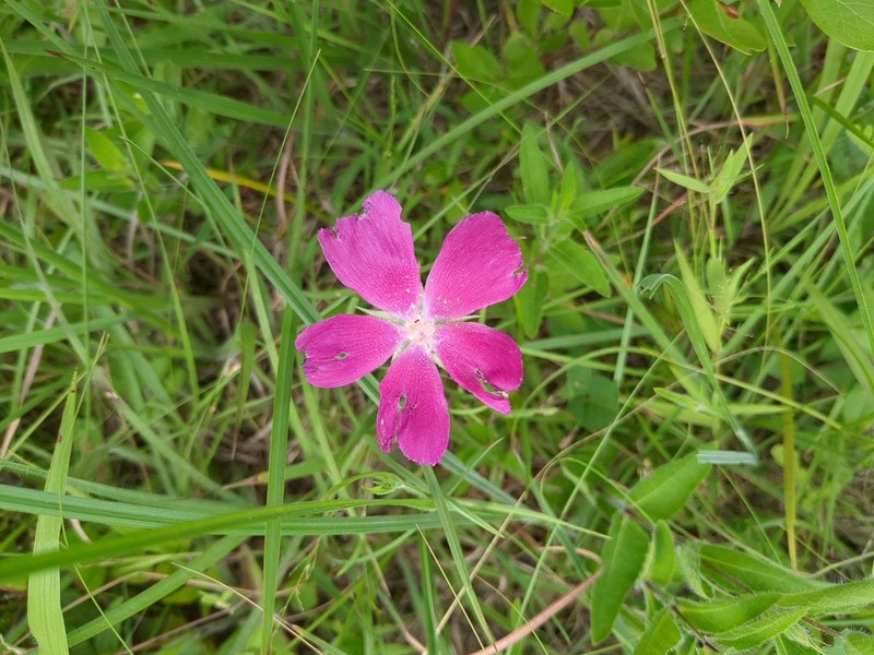 Woodland Poppymallow photo 3